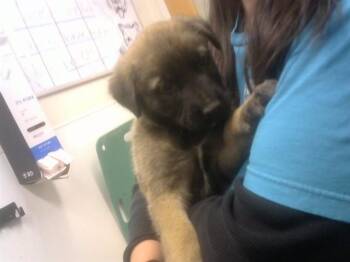 German Shepherd Dog and Mixed Breed Dogs Available for Adoption - DOC | PetCurious