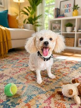 Timothy -  Poodle Dog for Adoption in Orange, California - Timothy | PetCurious