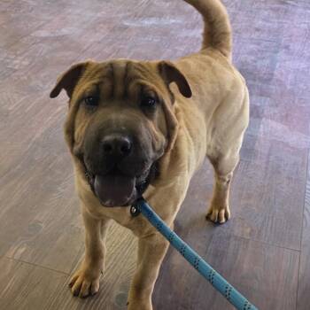 Shar Pei Dogs Available for Adoption in Midland, Texas - Thelma | PetCurious