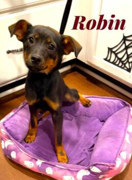 Miniature Pinscher and German Shepherd Dog Dogs Available for Adoption - Robin | PetCurious
