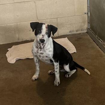 Saber -  Terrier Dog for Adoption in Edinburg, Texas - Saber | PetCurious