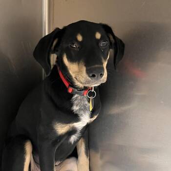 AK1041 Sable -  Mixed Breed Dog for Adoption in Port Washington, New York - AK1041 Sable | PetCurious