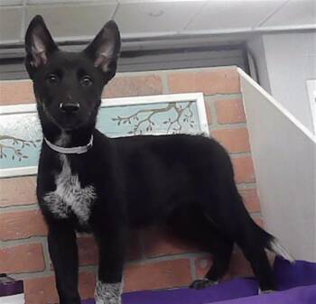A2092646 -  Australian Cattle Dog Blue Heeler and Mixed Breed Dog for Adoption in Houston, Texas - A2092646 | PetCurious
