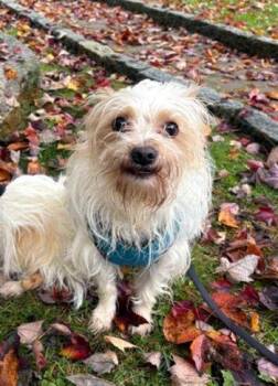 Ben -  Maltese Dog for Adoption in Bedford Hills, New York - Ben | PetCurious