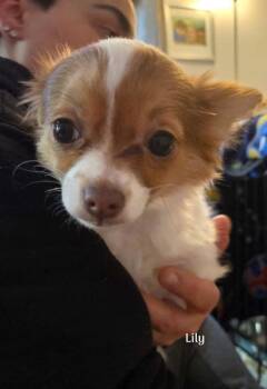 Chihuahua Dogs Available for Adoption - Lily (NY) | PetCurious