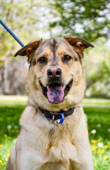 Shepherd and Siberian Husky Dogs Available for Adoption in Yakima, Washington - Arrow | PetCurious