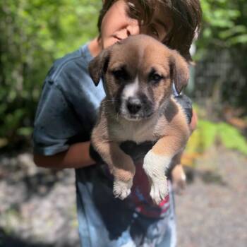 Colorado -  Mixed Breed Dog Available for Adoption in Tacoma, Washington - Colorado | PetCurious