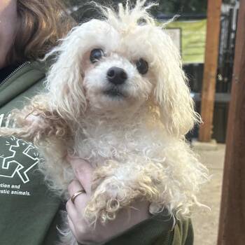 Poodle and Mixed Breed Dogs Available for Adoption - BREA | PetCurious