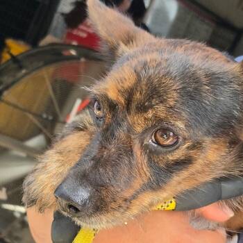 Randau -  Mixed Breed Dog for Adoption in Leander, Texas - Randau | PetCurious