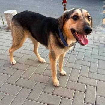 Jessica -  Shepherd and Mixed Breed Dog for Adoption - Jessica | PetCurious