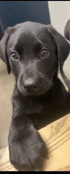 Labrador Retriever Dogs Available for Adoption - Doc | PetCurious