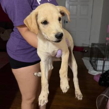 Mia -  Labrador Retriever Dog for Adoption in Tucson, Arizona - Mia | PetCurious