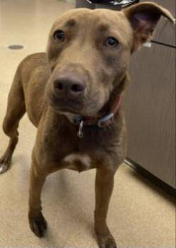 Pit Bull Terrier and Labrador Retriever Dogs Available for Adoption in Brenham, Texas - Oak | PetCurious