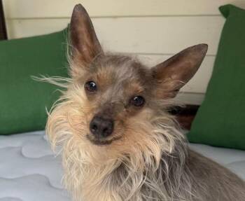 Logan -  Australian Terrier Dog for Adoption in Euclid, Ohio - Logan | PetCurious