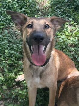 Nigel -  Shepherd and Mixed Breed Dog for Adoption in San Antonio, Texas - Nigel | PetCurious