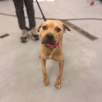 Limber -  Mixed Breed Dog for Adoption in Philadelphia, Pennsylvania - Limber | PetCurious
