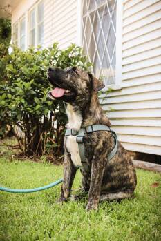 June Berry -  Hound and Labrador Retriever Dog for Adoption in The Woodlands, Texas - June Berry | PetCurious