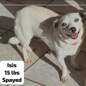 Isis -  Mixed Breed Dog for Adoption in Englewood, Florida - Isis | PetCurious