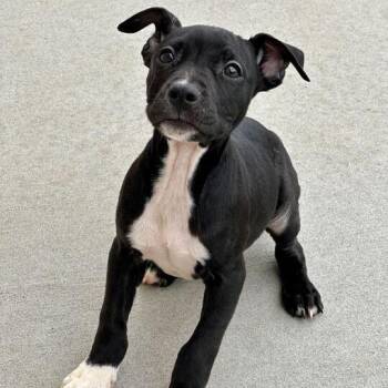 Pit Bull Terrier Dogs Available for Adoption in Matteson, Illinois - Sailor Moon | PetCurious