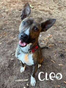 Pit Bull Terrier Dogs Available for Adoption in Rutherfordton, North Carolina - Cleo | PetCurious