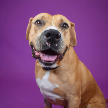 Rescue Catahoula Leopard Dog and Mixed Breed Dogs for Adoption in West Palm Beach, Florida - Jeff | PetCurious