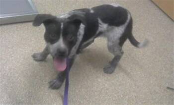 Australian Cattle Dog Blue Heeler and Mixed Breed Dogs Available for Adoption - SILLY | PetCurious