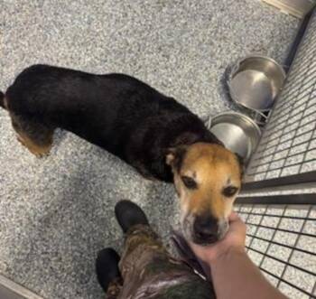 Susan Grimshaw -  Labrador Retriever and Doberman Pinscher Dog for Adoption in Angola, Indiana - Susan Grimshaw | PetCurious