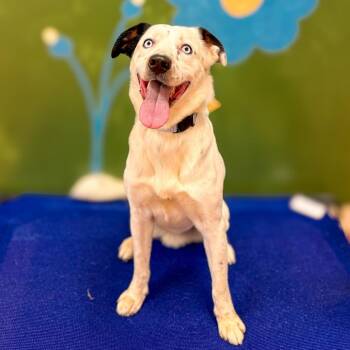 Levy -  Australian Shepherd and Husky Dog for Adoption in Springboro, Ohio - Levy | PetCurious