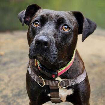 Rescue Labrador Retriever and Mixed Breed Dogs for Adoption in Tyrone, Georgia - Dr Pepper 10-1927 | PetCurious