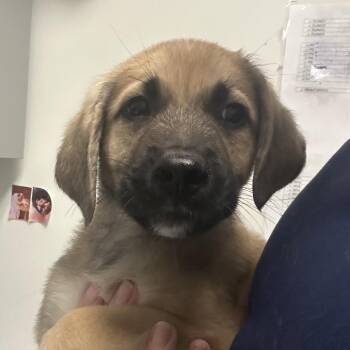 Bill -  Mixed Breed Dog for Adoption in Charleston, West Virginia - Bill | PetCurious