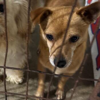 Rusty -  Chihuahua Dog for Adoption in Newberg, Oregon - Rusty | PetCurious