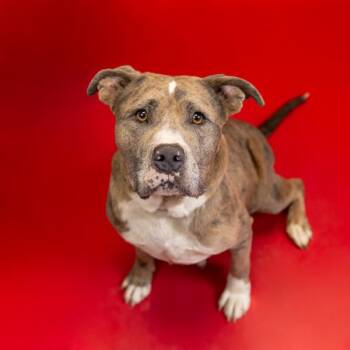 Pen 154 Acadia -  Pit Bull Terrier Dog for Adoption in Lawrenceville, Georgia - Pen 154 Acadia | PetCurious