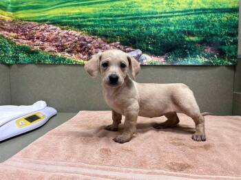 Terrier and Mixed Breed Dogs Available for Adoption - A549077 | PetCurious