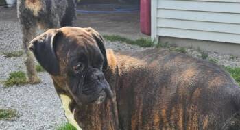 BRINDLE FEMALE *FOSTER NEEDED* -  Boxer Dog for Adoption in Woodbury, Minnesota - BRINDLE FEMALE *FOSTER NEEDED* | PetCurious