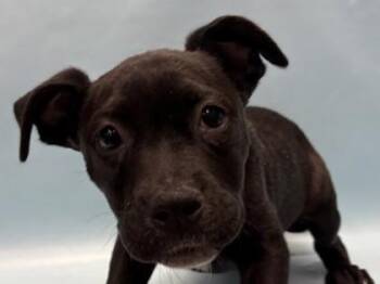 Birdie -  Labrador Retriever and Mixed Breed Dog for Adoption in Woodbury, Minnesota - Birdie | PetCurious