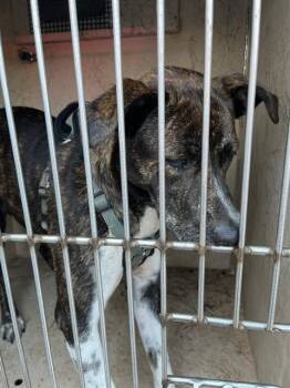 A478722 -  Pit Bull Terrier and Mixed Breed Dog for Adoption in Oklahoma City, Oklahoma - A478722 | PetCurious
