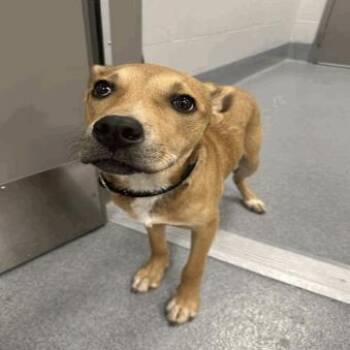 Pit Bull Terrier Dogs Available for Adoption in Indianapolis, Indiana - Waffle | PetCurious