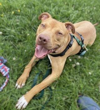 Rescue Mixed Breed Dogs for Adoption - Bronx | PetCurious