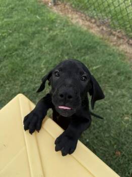Elder -  Hound and Mixed Breed Dog for Adoption in Conway, South Carolina - Elder | PetCurious