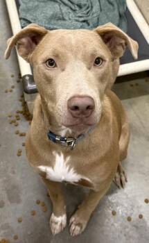 Retriever and Mixed Breed Dogs Available for Adoption - 3820B Nolan | PetCurious