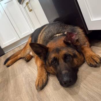 Ricky -  German Shepherd Dog Dog for Adoption in Alma, Wisconsin - Ricky | PetCurious