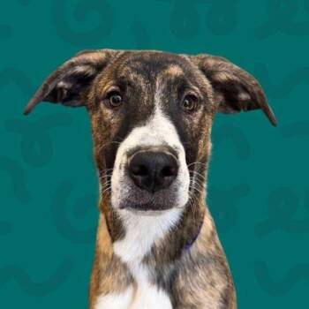 Koda -  Shepherd and Mixed Breed Dog for Adoption in Reno, Nevada - Koda | PetCurious