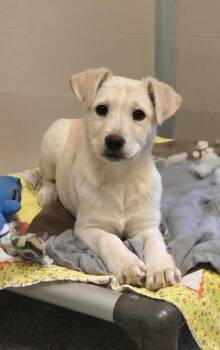 Husky and Mixed Breed Dogs Available for Adoption - Sunny | PetCurious