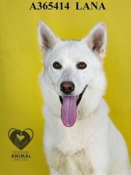 Rescue Siberian Husky Dogs for Adoption in Stockton, California - LANA | PetCurious