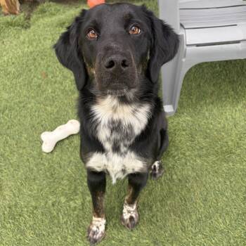 Dakota -  Irish Setter Dog for Adoption in Hollis, New Hampshire - Dakota | PetCurious