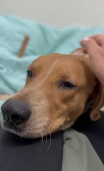 Harrier and Labrador Retriever Dogs Available for Adoption in Palm Desert, California - Sawyer | PetCurious