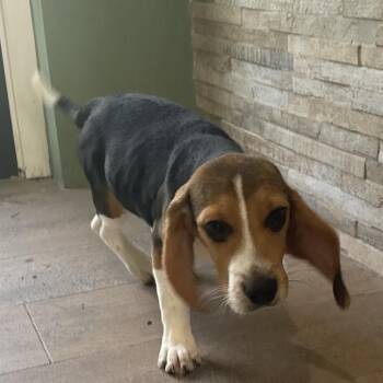IH6 5858 -  Beagle Dog for Adoption in Loxahatchee Groves, Florida - IH6 5858 | PetCurious