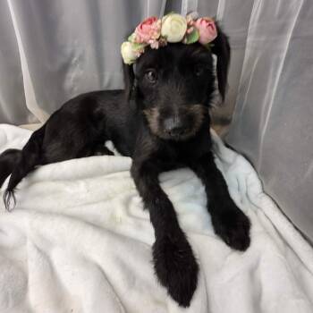 Kolbie -  Miniature Schnauzer and Miniature Poodle Dog for Adoption in Foley, Alabama - Kolbie | PetCurious