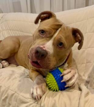 American Bully Dogs Available for Adoption - Ruby (5 Years Old) | PetCurious