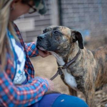 Mixed Breed Dogs Available for Adoption in Chamblee, Georgia - Brina- IN FOSTER | PetCurious